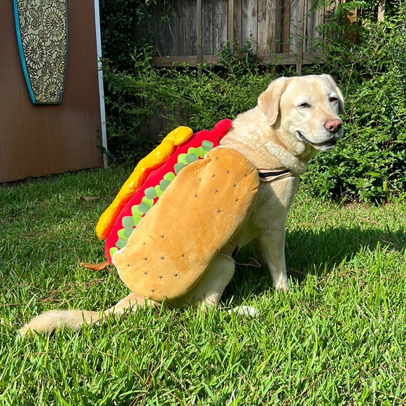 Other - Extra large hot dog wiener dog Halloween costume for trick or treating or party